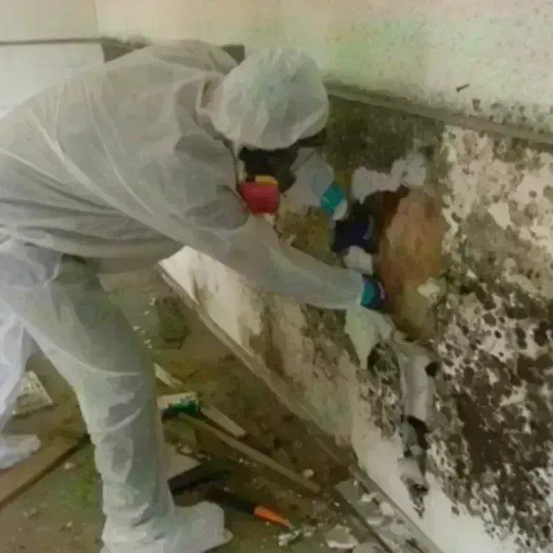 Mold Remediation and Removal in Quitman County, GA